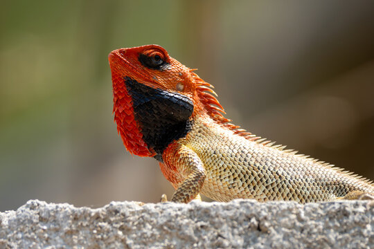 Oriental Garden Lizard in a detailed portrait shot, showcasing its textured scales, alert posture, and natural coloration blending with its surroundings.