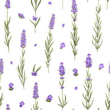 Seamless pattern of lavender flowers on a white background. Botanical