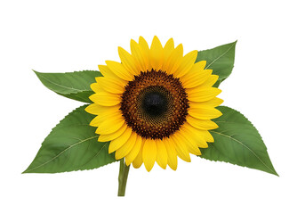 Obraz premium Vibrant sunflower close up isolated on transparent background detailed floral portrait