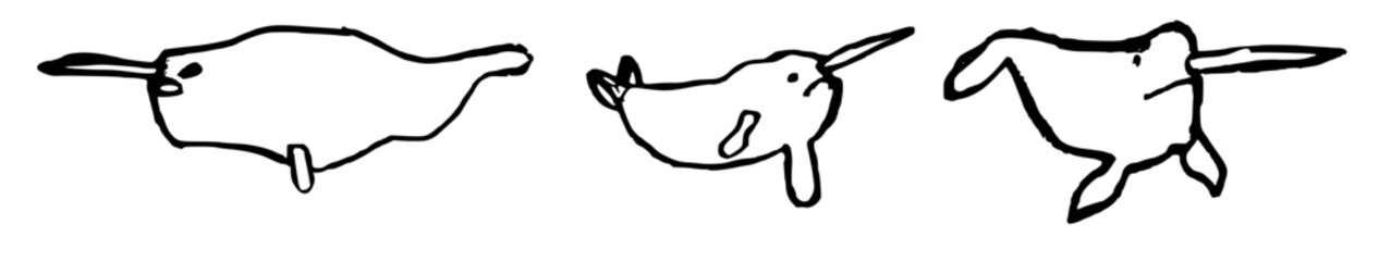Narwhal pencil drawing illustration © Parakhat