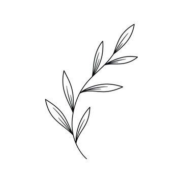 Delicate sprig of leaves isolated botanical branch.