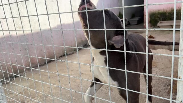 Video of a pitbull dog inside a cage at an animal shelter, getting excited and energetic when noticing the camera.