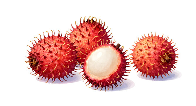 rambutan fruit illustration, tropical hairy fruit, fresh red rambutan, juicy sweet fruit, translucent white flesh, exotic fruit design, organic tropical produce, white background rambutan, healthy fru