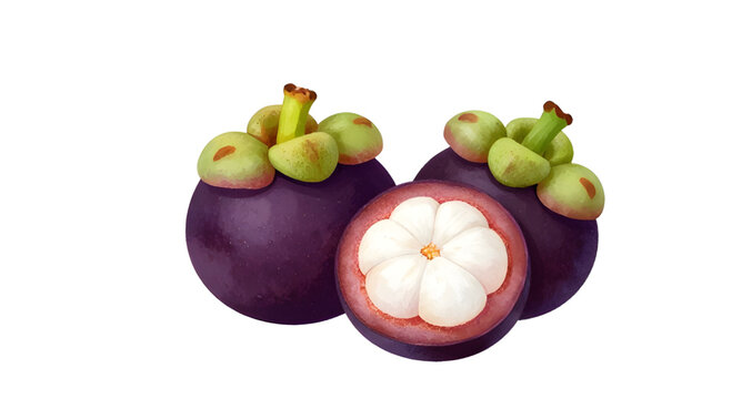cartoon mangosteen illustration, purple mangosteen fruit, tropical fruit cartoon, fresh mangosteen with leaves, exotic fruit design, cute fruit clipart, organic tropical produce, green stem mangosteen