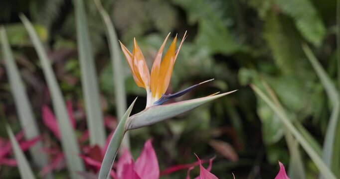 Closeup of a Bird of Paradise Flower in Medellin, Colombia