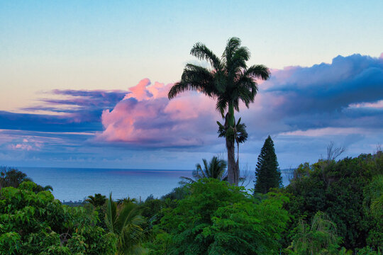 Queen palm at sunset in Wailuku on Maui.
