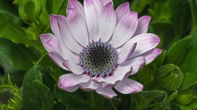 Macro time lapse blooming white Osteospermum (African daisy or Daisybush) flower close-up
