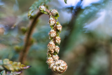 Naklejka premium Macro of Young Fern Fiddlehead Curling in Spring