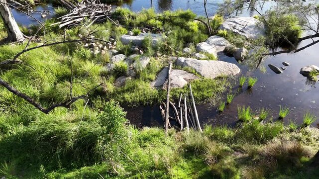 Aerial drone view of eastern grey kangaroos, Macropus giganteus, grazing on green meadows by Mann River, New South Wales, Australia. Iconic wildlife in natural landscape.