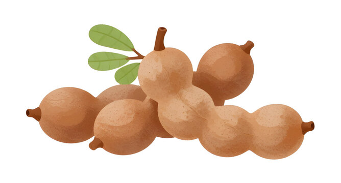 tamarind pods illustration, tropical fruit design, sweet tart tamarind, exotic brown pods, fresh organic fruit, white background tamarind, natural food ingredient, asian tropical fruit, sour sweet fla
