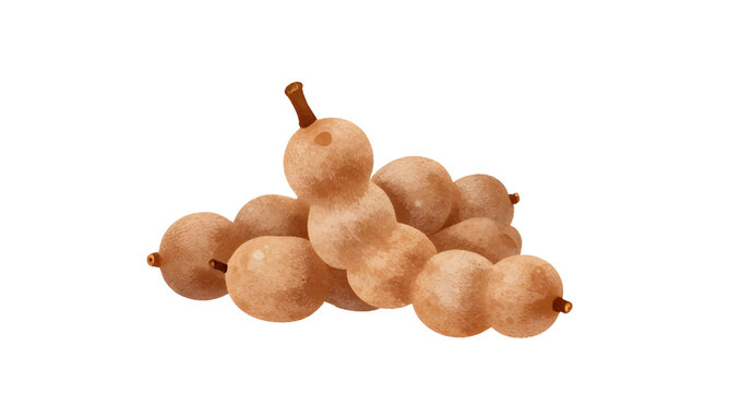 tamarind pods illustration, tropical fruit design, sweet tart tamarind, exotic brown pods, fresh organic fruit, white background tamarind, natural food ingredient, asian tropical fruit, sour sweet fla