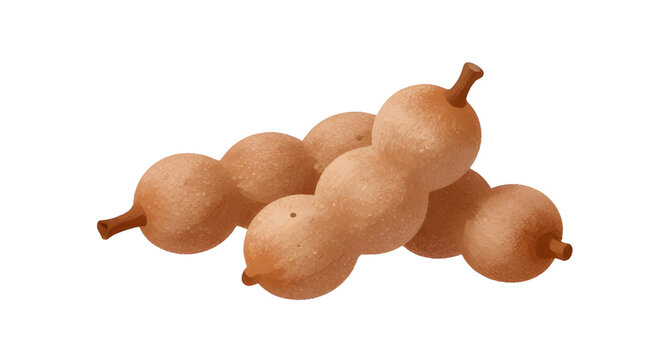 tamarind pods illustration, tropical fruit design, sweet tart tamarind, exotic brown pods, fresh organic fruit, white background tamarind, natural food ingredient, asian tropical fruit, sour sweet fla