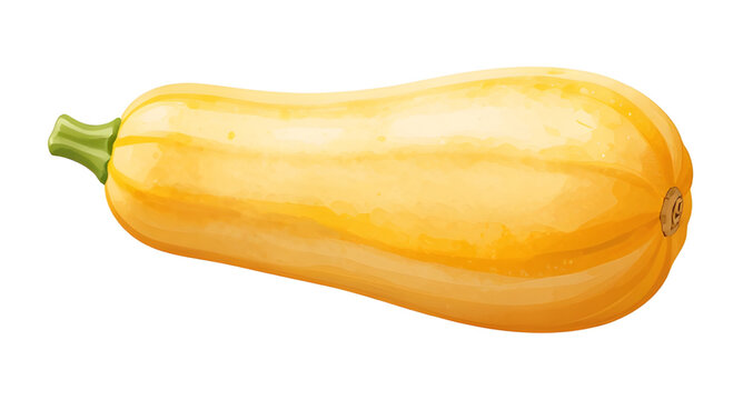 butternut squash illustration, winter squash vegetable, fresh orange squash, organic farm produce, healthy cooking ingredient, natural vegetable design, white background squash, edible winter vegetabl