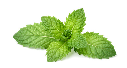 mint, leaves, herb, fresh, green, plant, organic, food, natural, garden, aroma, culinary, ingredient, healthy, isolated, white, simple © mrpixel