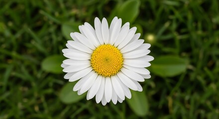 Obraz premium daisy in the grass