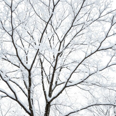 Fototapeta premium Winter tree branches covered in snow isolated on transparent background