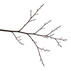 Fototapeta premium Icecoated tree branch isolated on transparent background