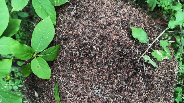 Ants in an anthill working in an oak forest