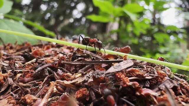 Ants insect life in an anthill, selective focus cinematic background