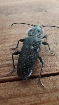 Closeup on a large brown colored jewel beetle, Capnodis tenebricosa sitting on wood