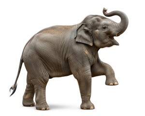 Obraz premium Asian elephant raises its trunk and lifts one leg while standing against a white background.