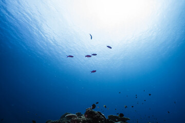 Sunlight shining through blue ocean water over coral reef with tropical fish © Satoshi