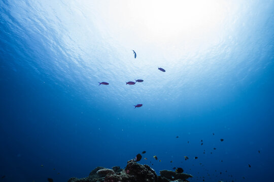 Sunlight shining through blue ocean water over coral reef with tropical fish