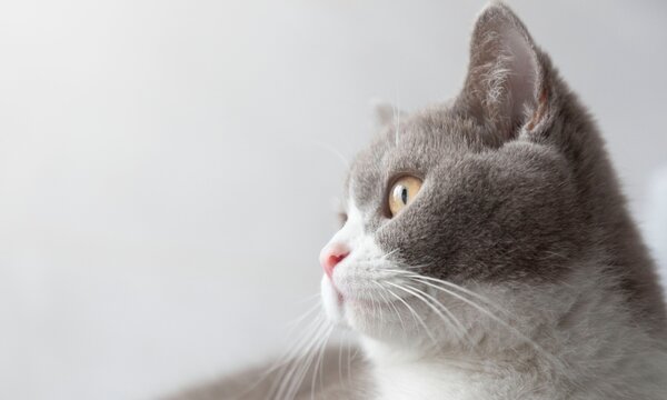 Retrato de perfil de un gato gris adorable con fondo claro minimalista