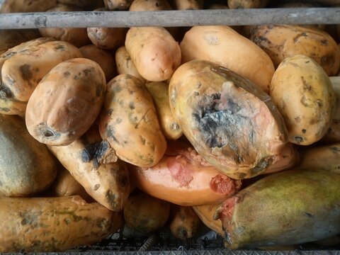 Papaya with Advanced Rot Decomposition Black Spots Fungal Growth