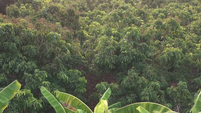High-quality 4K drone footage showcasing a sweeping aerial view of vibrant green banana plants and a dense tropical fruit plantation. The video captures the rich textures and organic patterns of the l