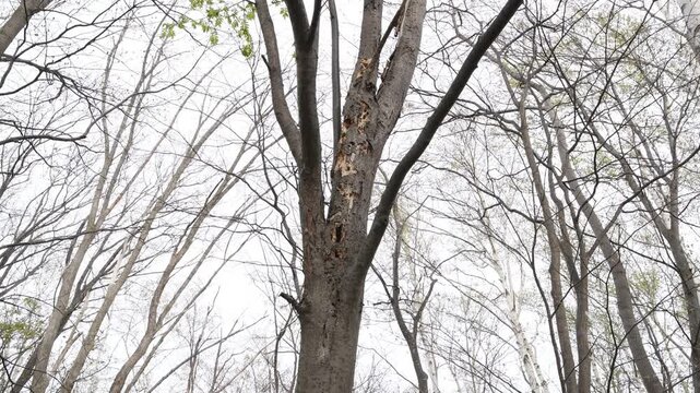 札幌の公園に育つ大木の幹と樹皮・北海道の自然動画