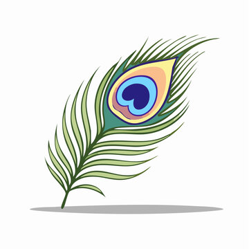 Peacock Feather Illustration