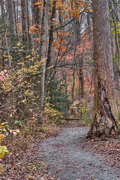 path in autumn forest