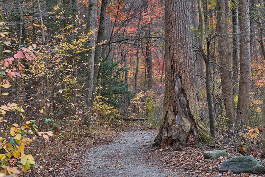 path in autumn forest