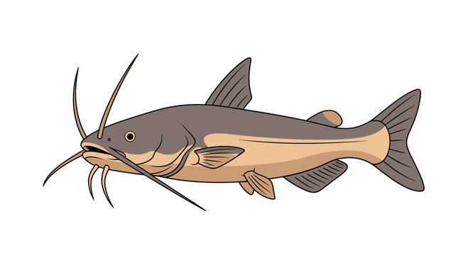 Illustration of a Catfish with prominent barbels and fins on a white background.