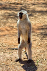 Fototapeta premium Vervet Monkey Standing Upright on Hind Legs in African Savanna sunny outdoor environment