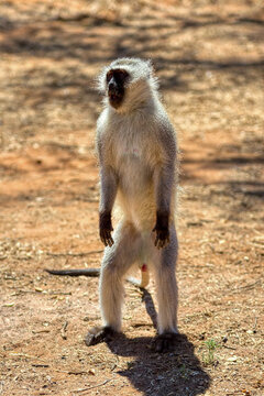 Vervet Monkey Standing Upright on Hind Legs in African Savanna sunny outdoor environment