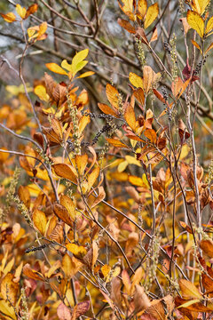 Close up of colorful fall foliage at sunset.