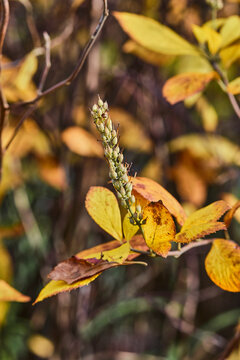 Close up of colorful fall foliage at sunset.