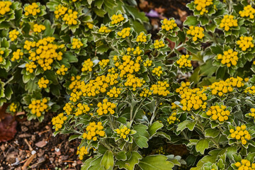 Obraz premium Close up of a gold and silver Chrysanthemum.