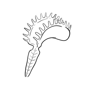 venus fly trap digital drawing illustration isolated