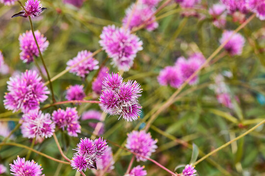 Close up of a purple globe amaranth. 