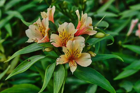 Close up of yellow Incan lilies.