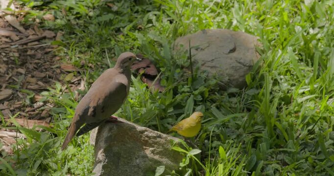 Birds in Poblado Park, Medellin, Colombia