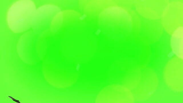 A simple green screen backdrop with a thin, clean white rectangular border.