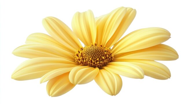 Close-up of a bright yellow flower.  Possible use for backgrounds or illustrations