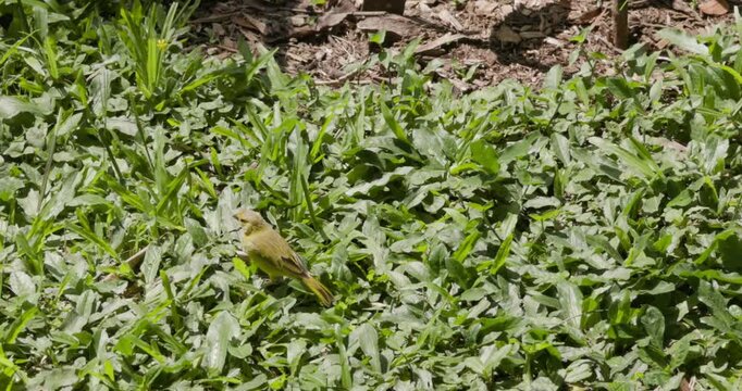 Bird foraging in green grass in Medellin, Colombia