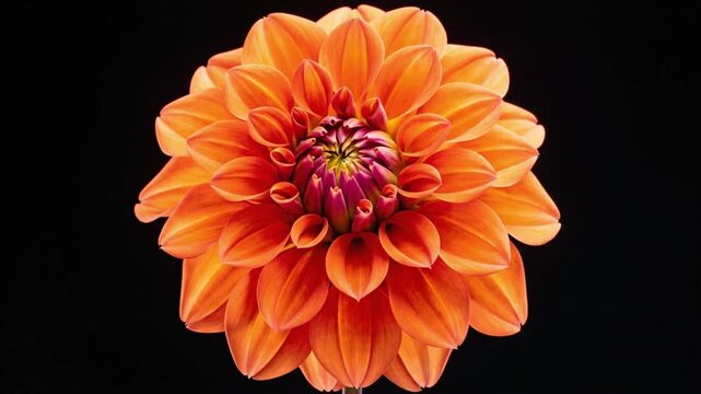 Time lapse of orange dahlia growing and blooming in a garden setting over a 24-hour period