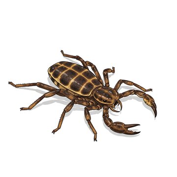 Detailed illustration of a pseudoscorpion isolated on a white background