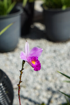 Purple Orchid With Magenta Yellow Center